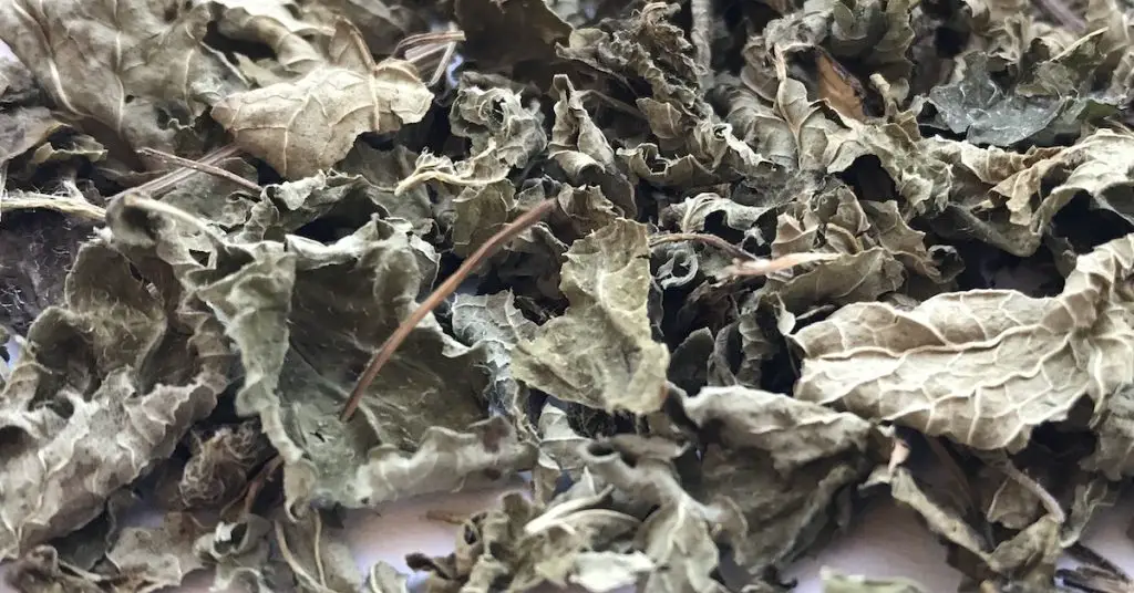 Sun-dried tea leaves